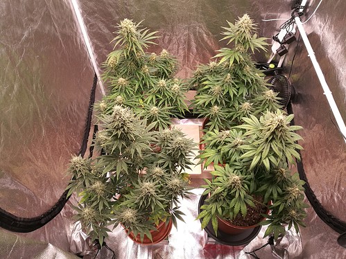 Growreport Bild 9