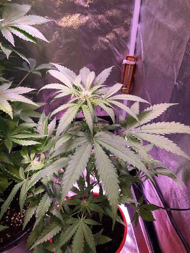 Growreport Bild 29