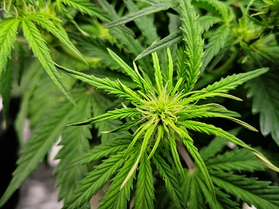 Growreport Bild 5