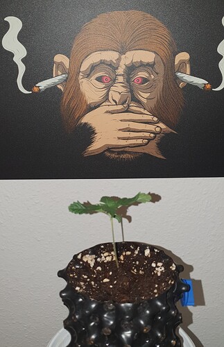Growreport Bild 1
