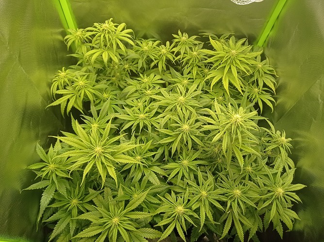 Growreport Bild 1
