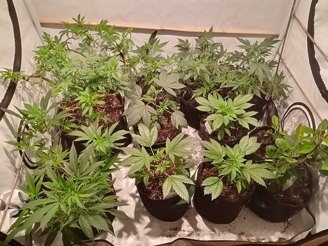 Growreport Bild 2