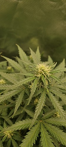 Growreport Bild 3