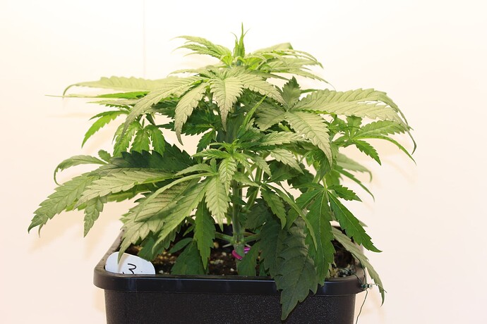 Growreport Bild 15