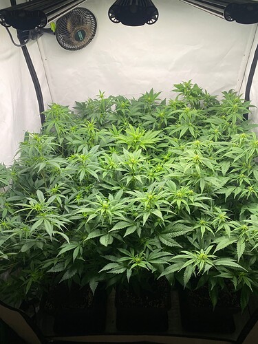 Growreport Bild 2
