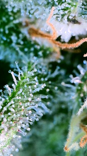 Growreport Bild 6
