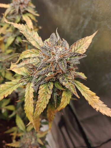 Growreport Bild 5