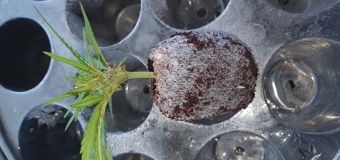 Growreport Bild 4