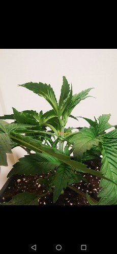Growreport Bild 12