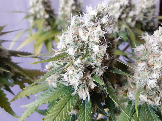 Growreport Bild 184