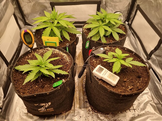Growreport Bild 1