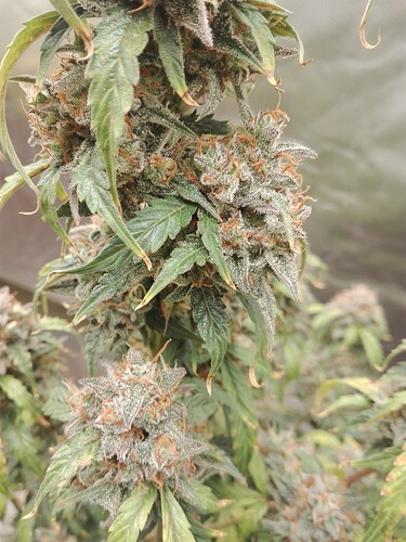 Growreport Bild 2