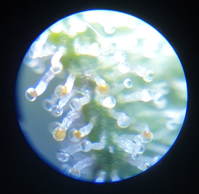 Growreport Bild 11