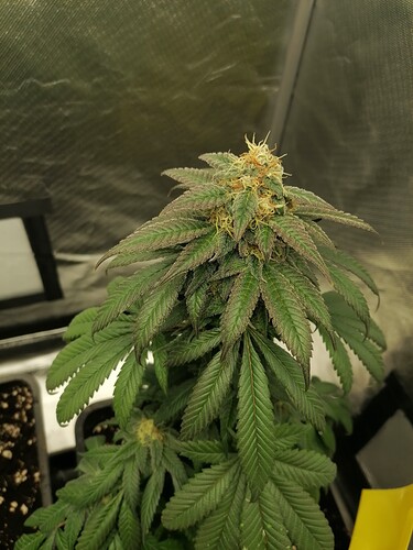 Growreport Bild 5
