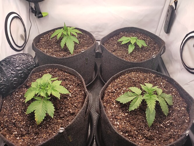 Growreport Bild 20