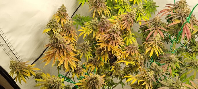 Growreport Bild 4