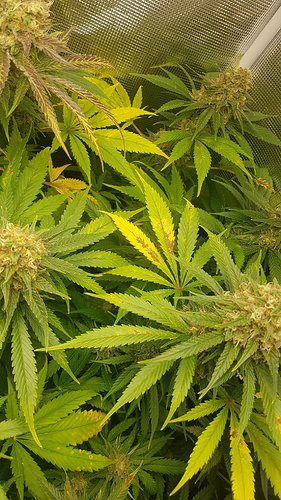 Growreport Bild 9