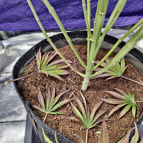Growreport Bild 7