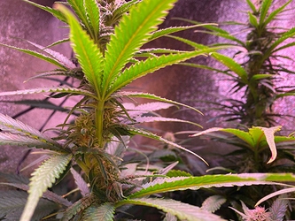 Growreport Bild 19