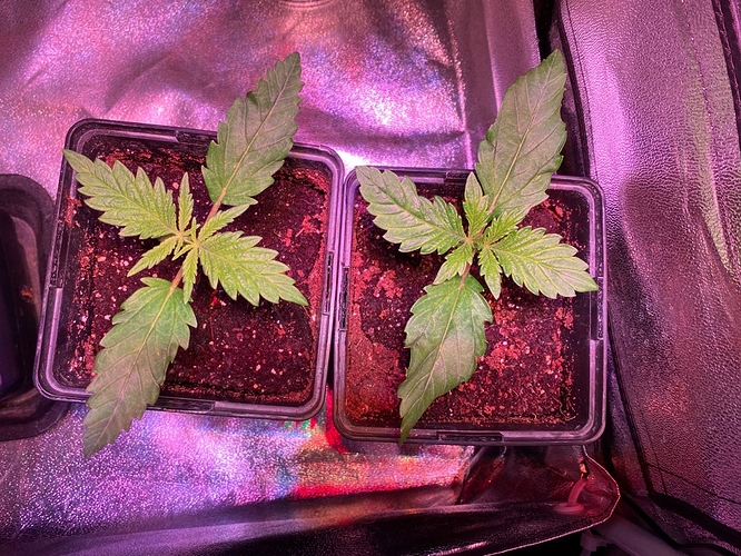 Growreport Bild 38