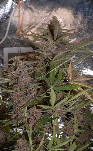 Growreport Bild 4