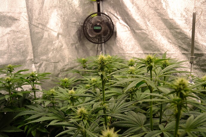 Growreport Bild 9