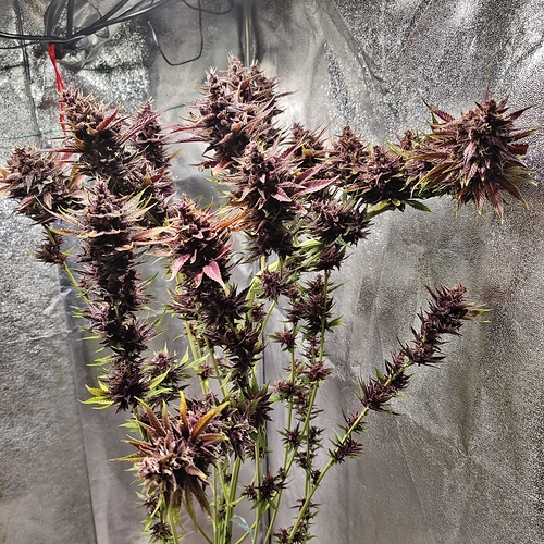 Growreport Bild 2