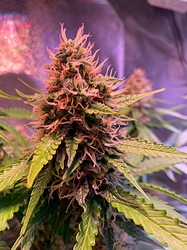 Growreport Bild 27