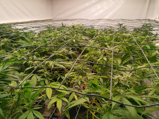 Growreport Bild 2