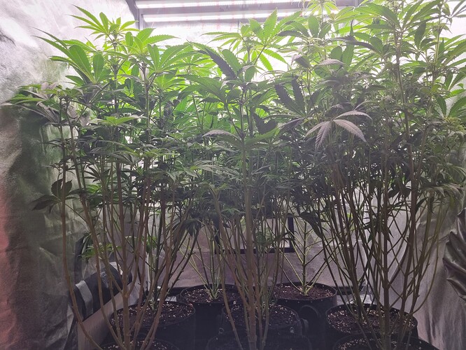 Growreport Bild 61