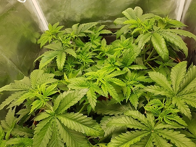 Growreport Bild 2
