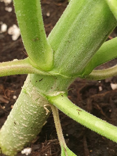 Growreport Bild 15
