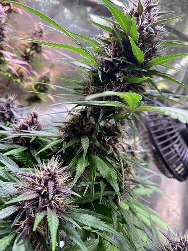 Growreport Bild 5