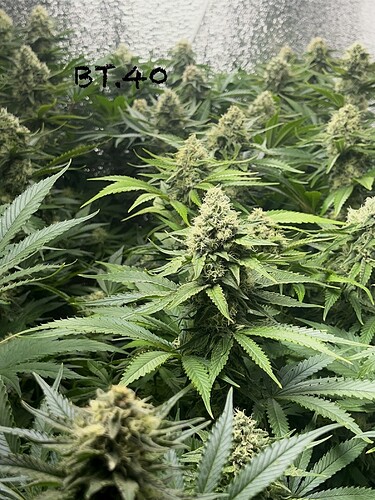Growreport Bild 3