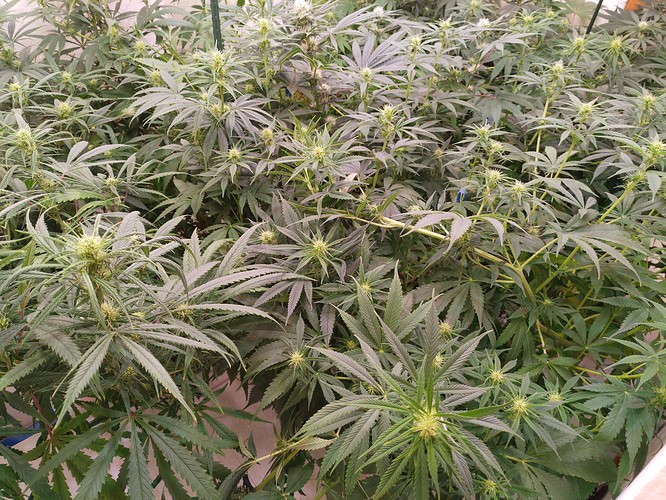 Growreport Bild 1