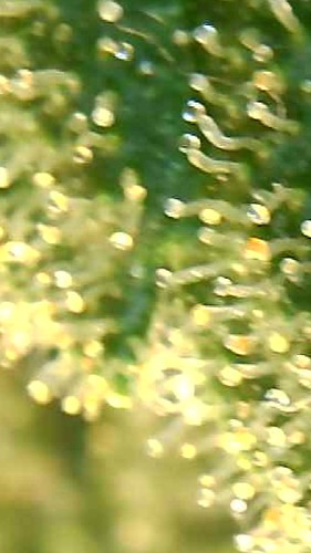 Growreport Bild 5
