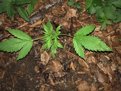 Growreport Bild 58