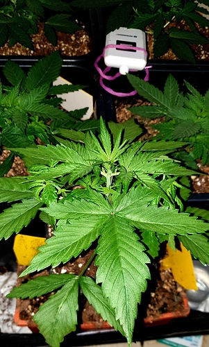 Growreport Bild 7