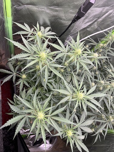Growreport Bild 23