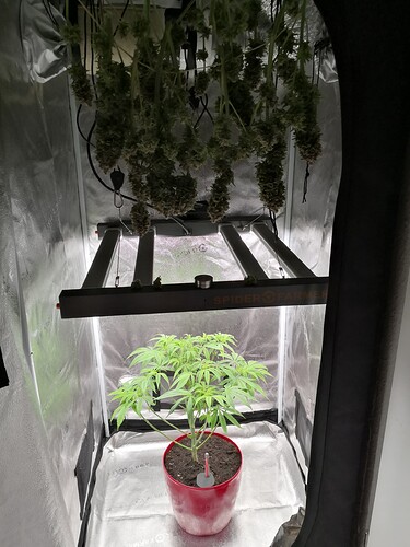 Growreport Bild 1