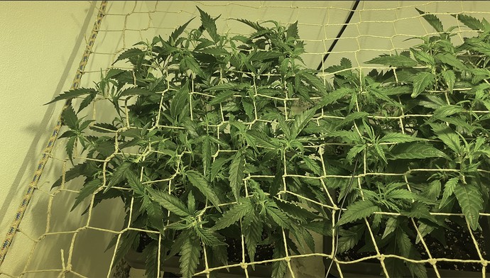Growreport Bild 5