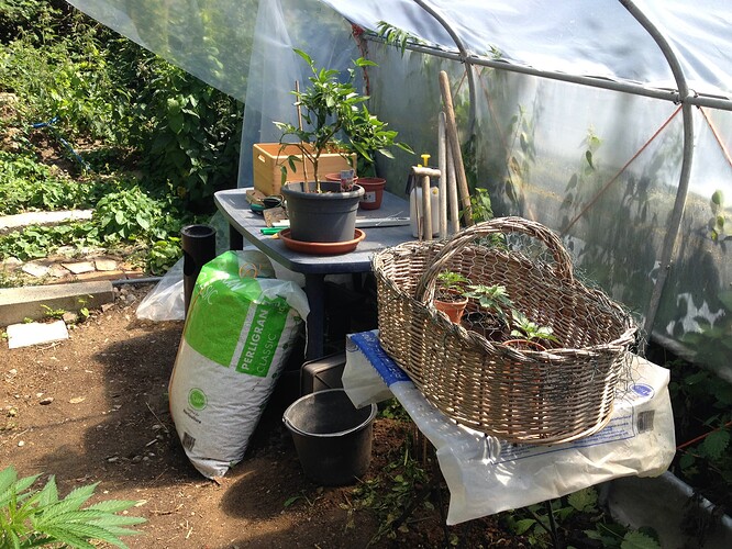 3ladiesOutdoorTag1_2