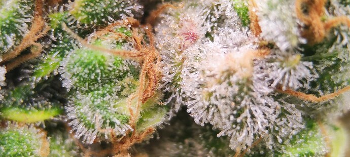 Growreport Bild 3