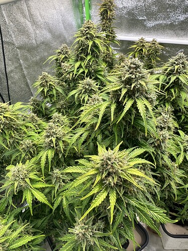 Growreport Bild 34