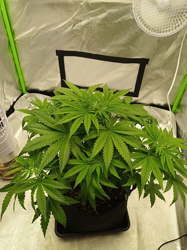 Growreport Bild 6