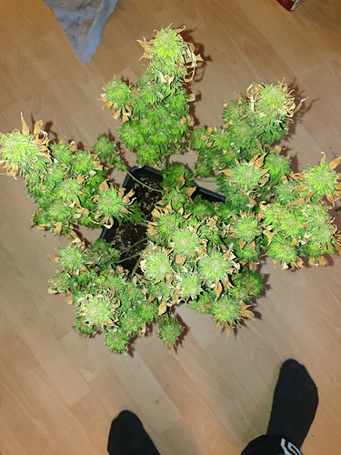 Growreport Bild 4