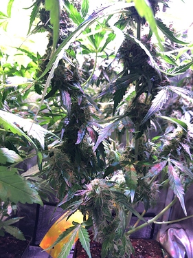 Growreport Bild 43
