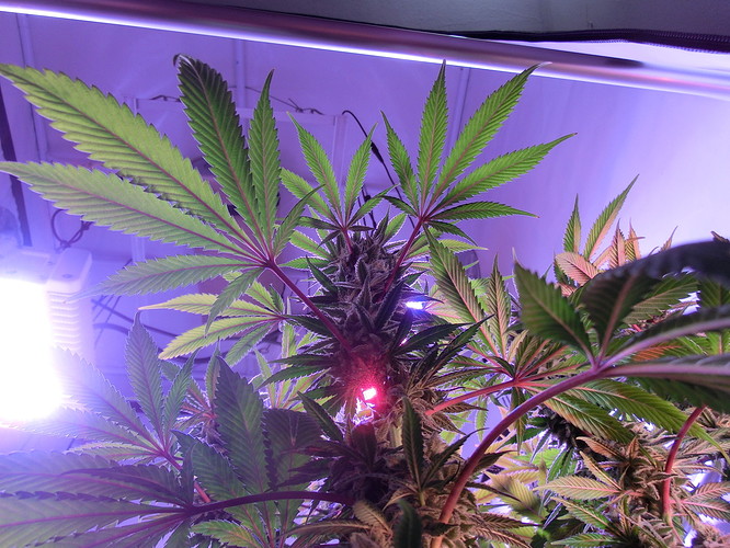 Growreport Bild 9