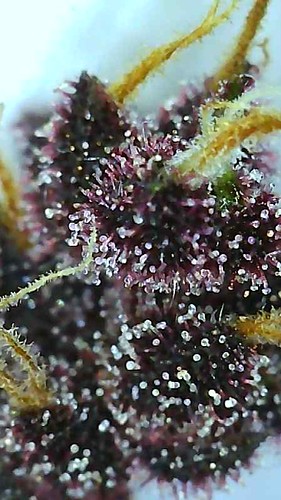 Growreport Bild 8