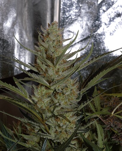 Growreport Bild 3
